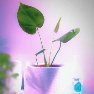 Plant Pot [42×38 cm]